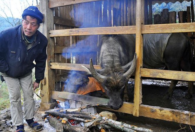X&oacute;t xa xẻ thịt tr&acirc;u chết r&eacute;t, b&agrave;y b&aacute;n ven quốc lộ - Ảnh 1.
