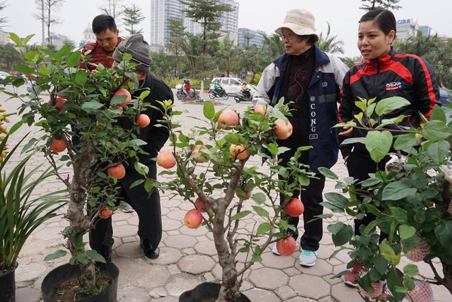 Bonsai táo Trung Quốc bị đồn có độc: Ông chủ vặt quả ăn tại chỗ - Ảnh 2.