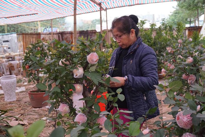 Bonsai táo Trung Quốc bị đồn có độc: Ông chủ vặt quả ăn tại chỗ - Ảnh 3.