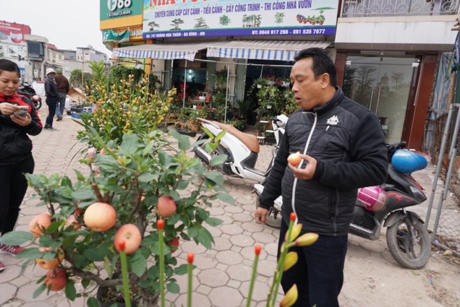 Bonsai táo Trung Quốc bị đồn có độc: Ông chủ vặt quả ăn tại chỗ - Ảnh 4.