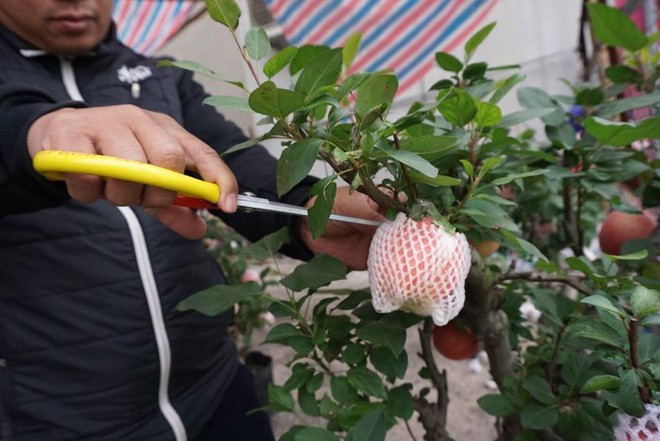 Bonsai táo Trung Quốc bị đồn có độc: Ông chủ vặt quả ăn tại chỗ - Ảnh 7.