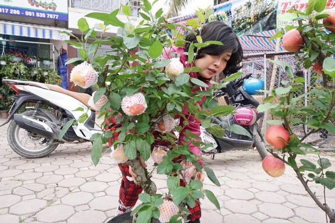 Bonsai táo Trung Quốc bị đồn có độc: Ông chủ vặt quả ăn tại chỗ - Ảnh 8.