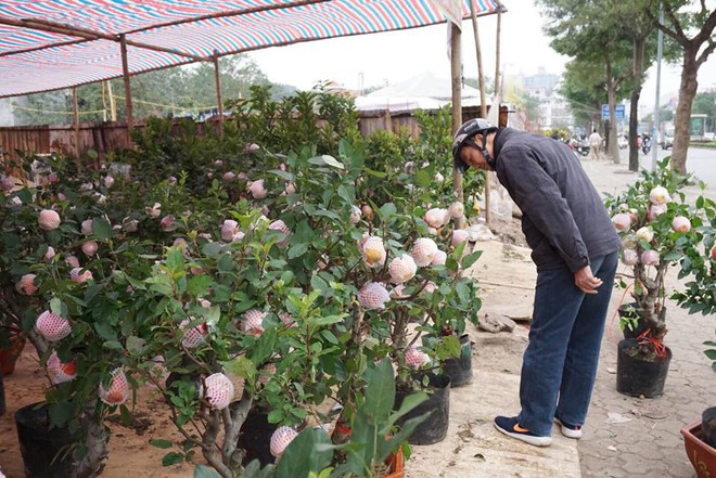 Bonsai táo Trung Quốc bị đồn có độc: Ông chủ vặt quả ăn tại chỗ - Ảnh 9.