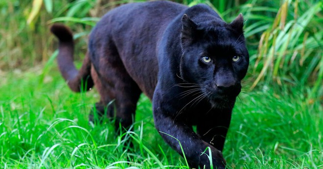 Bom tấn Black Panther sắp c&ocirc;ng ph&aacute; m&agrave;n ảnh, nhưng bạn biết g&igrave; về lo&agrave;i th&uacute; b&iacute; ẩn n&agrave;y ngo&agrave;i tự nhi&ecirc;n? - Ảnh 2.