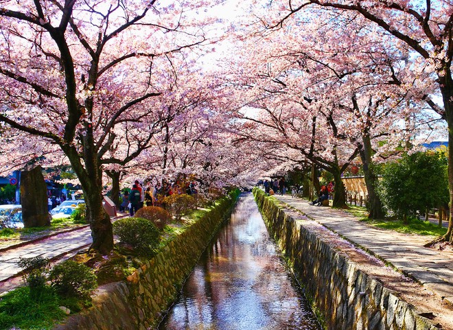 Nếu tưởng Sakura - hoa anh đào Nhật Bản chỉ có một loại thì bạn đã nhầm to rồi - Ảnh 1.