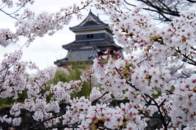Nếu tưởng Sakura - hoa anh đào Nhật Bản chỉ có một loại thì bạn đã nhầm to rồi - Ảnh 4.