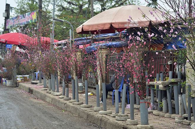 Nhà giàu Hà Nội chi tiền triệu chơi hoa lê rừng sau Tết - Ảnh 17.