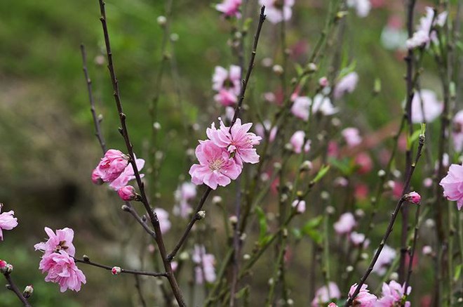 Nhà giàu Hà Nội chi tiền triệu chơi hoa lê rừng sau Tết - Ảnh 5.