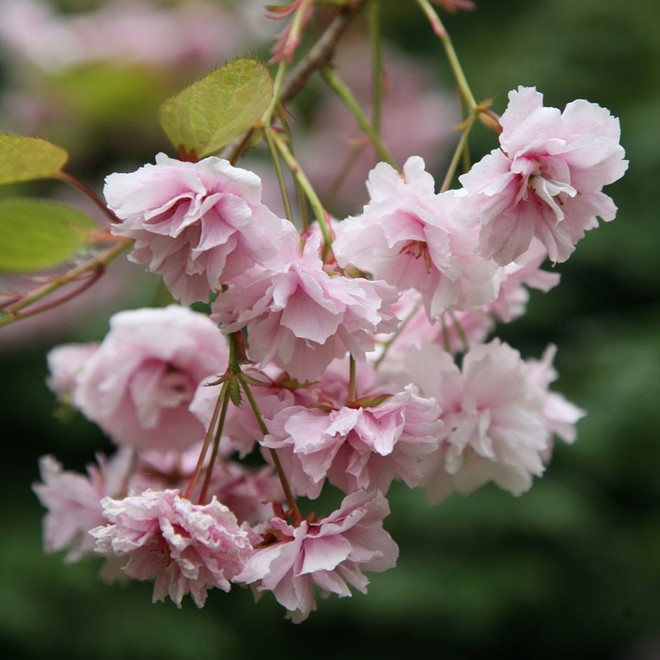 Nếu tưởng Sakura - hoa anh đào Nhật Bản chỉ có một loại thì bạn đã nhầm to rồi - Ảnh 5.