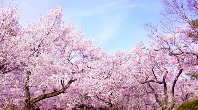 Sakura - loài hoa Sakura - Loài Hoa