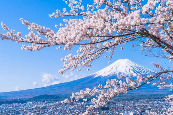 Sakura - loài hoa \