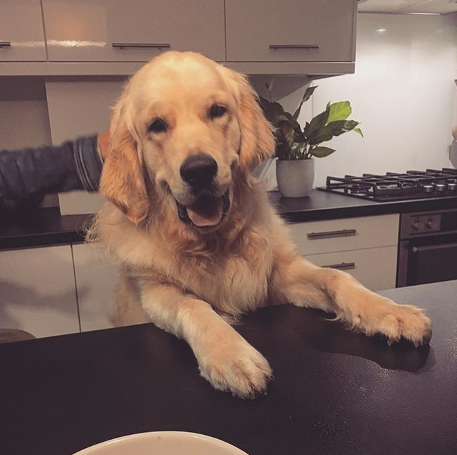 Thư an ủi c&ocirc; gi&aacute;o v&igrave; mới mất c&uacute;n cưng của cậu b&eacute; n&agrave;y sẽ khiến bạn tan chảy v&igrave; qu&aacute; ngọt ng&agrave;o - Ảnh 3.