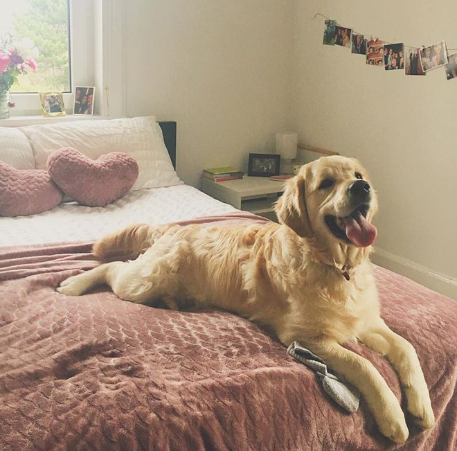 Thư an ủi c&ocirc; gi&aacute;o v&igrave; mới mất c&uacute;n cưng của cậu b&eacute; n&agrave;y sẽ khiến bạn tan chảy v&igrave; qu&aacute; ngọt ng&agrave;o - Ảnh 4.