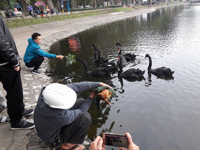 Sau Tết đ&agrave;n thi&ecirc;n nga ở H&agrave; Nội c&oacute; biểu hiện &ldquo;lạ&rdquo;? - Ảnh 5.