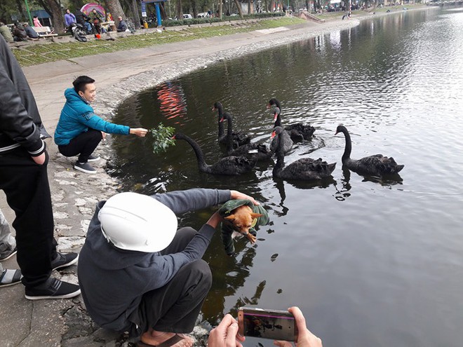 Sau Tết đàn thiên nga ở Hà Nội có biểu hiện “lạ”? - Ảnh 5.