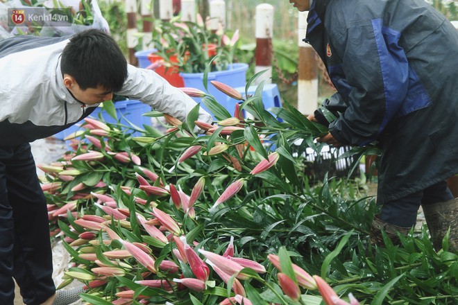 Nông dân Tây Tựu điêu đứng vì hoa ly nở muộn, nhưng không có chuyện một cành ly giá chỉ 2.000 đồng - Ảnh 9.