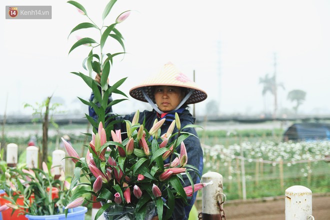 Nông dân Tây Tựu điêu đứng vì hoa ly nở muộn, nhưng không có chuyện một cành ly giá chỉ 2.000 đồng - Ảnh 11.