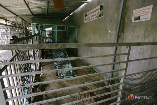 Gặp ch&agrave;ng trai từ phụ bếp trở th&agrave;nh &ldquo;triệu ph&uacute;&rdquo; sở hữu trang trại nu&ocirc;i ch&oacute; Ph&uacute; Quốc trị gi&aacute; h&agrave;ng tỷ đồng - Ảnh 8.