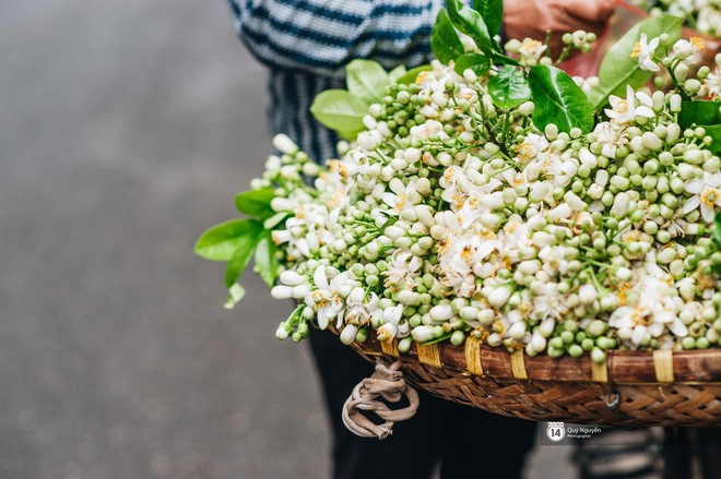 Giữa tiết trời nồm ẩm đầu xuân, có một Hà Nội nên thơ và dịu dàng hương hoa bưởi - Ảnh 1.