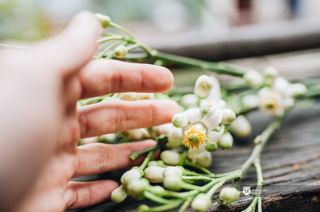 Giữa tiết trời nồm ẩm đầu xuân, có một Hà Nội nên thơ và dịu dàng hương hoa bưởi - Ảnh 14.