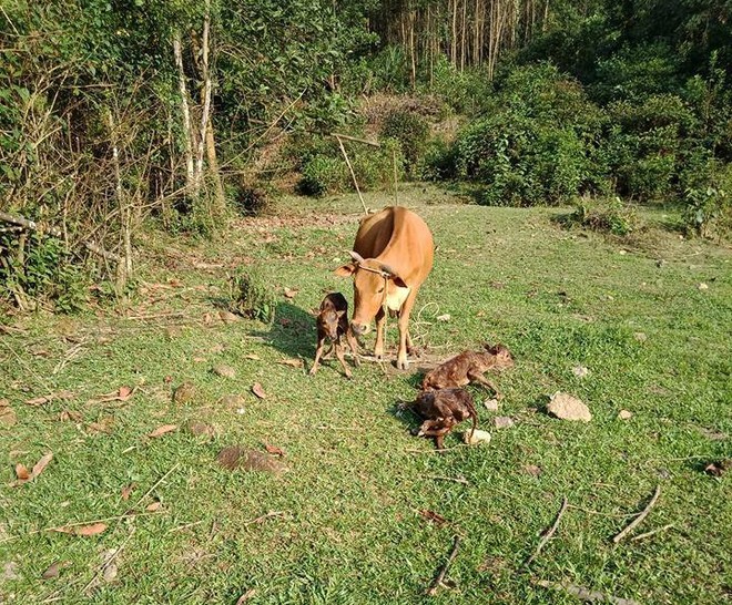 Kỳ lạ bò sinh một lúc 3 con bê ở Quảng Nam - Ảnh 1.