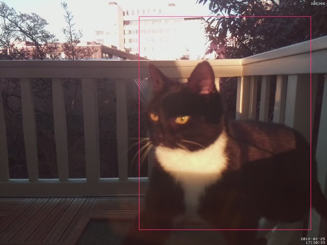 Mèo cưng bắt ông chủ phải lắp cả camera nhận diện mặt mèo để mở cửa - Ảnh 2.