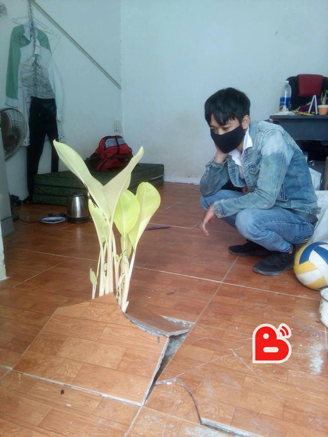 Nam sinh chia sẻ về c&acirc;y chuối mọc trong ph&ograve;ng trọ sau Tết: Sau v&agrave;i ng&agrave;y, c&acirc;y c&agrave;ng xanh tươi v&agrave; um t&ugrave;m hơn - Ảnh 1.