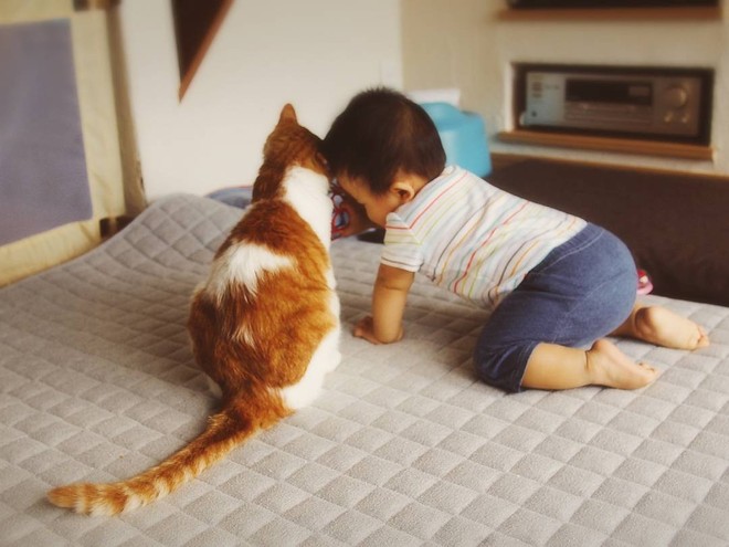 Tình bạn đặc biệt giữa nhóc tỳ 2 tuổi người Nhật và boss mèo chảnh chọe - Ảnh 8.