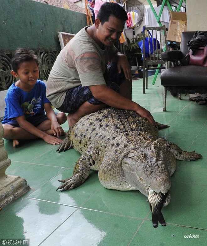 Thú nuôi đẳng cấp cộp mác Indonesia: cá sấu dài 1m8, thích được xoa cằm, ăn cá tươi, được chủ đánh răng mỗi ngày - Ảnh 1.