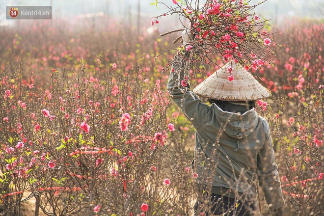 Chùm ảnh: Làng đào Nhật Tân rộn ràng, tấp nập những ngày giáp Tết - Ảnh 2.