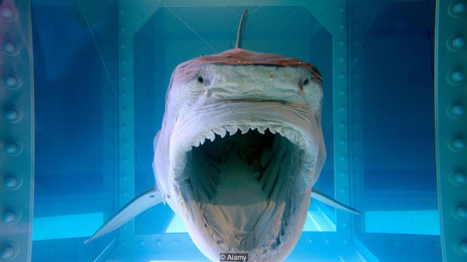 Tại sao cá mập luôn là nỗi khiếp sợ, dù chúng ta giết tới hàng triệu con mỗi năm? - Ảnh 3.