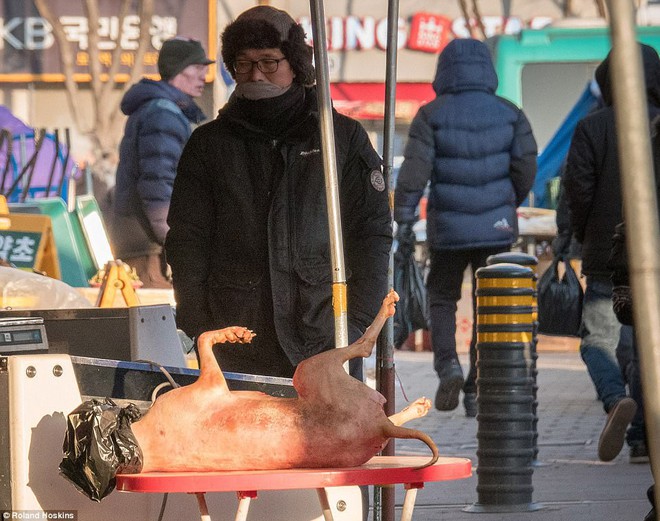 Tình cảnh khốn khổ của những chú chó được bày bán công khai tại Hàn Quốc khiến nhiều người không khỏi rùng mình - Ảnh 3.