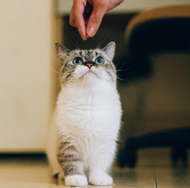 Cute lạc lối: Khi mèo Mỹ chân ngắn học cách vẫy tay như mèo Thần Tài - Ảnh 3.