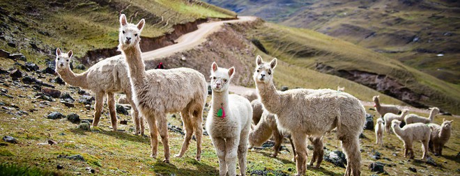 Quên Machu Picchu đông nghẹt đi, đất nước của Hoa hậu Hòa bình thế giới còn có cả vùng thung lũng linh thiêng chờ khai phá - Ảnh 2.