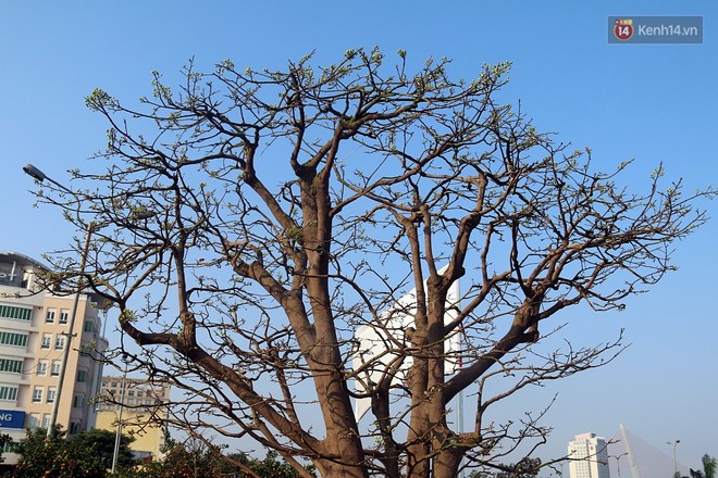 Cận cảnh &ldquo;cụ&rdquo; mai d&aacute;ng đa đầu l&agrave;ng hơn 100 tuổi, đại gia trả gi&aacute; 2 tỷ đồng vẫn kh&ocirc;ng b&aacute;n ở Đ&agrave; Nẵng - Ảnh 3.