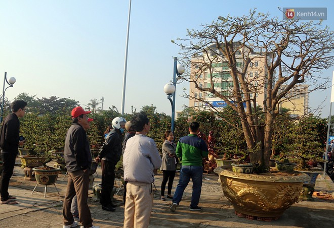 Cận cảnh &ldquo;cụ&rdquo; mai d&aacute;ng đa đầu l&agrave;ng hơn 100 tuổi, đại gia trả gi&aacute; 2 tỷ đồng vẫn kh&ocirc;ng b&aacute;n ở Đ&agrave; Nẵng - Ảnh 8.