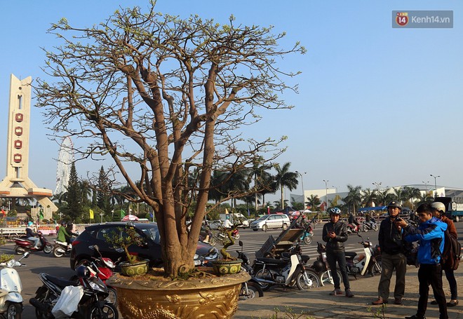 Cận cảnh &ldquo;cụ&rdquo; mai d&aacute;ng đa đầu l&agrave;ng hơn 100 tuổi, đại gia trả gi&aacute; 2 tỷ đồng vẫn kh&ocirc;ng b&aacute;n ở Đ&agrave; Nẵng - Ảnh 7.