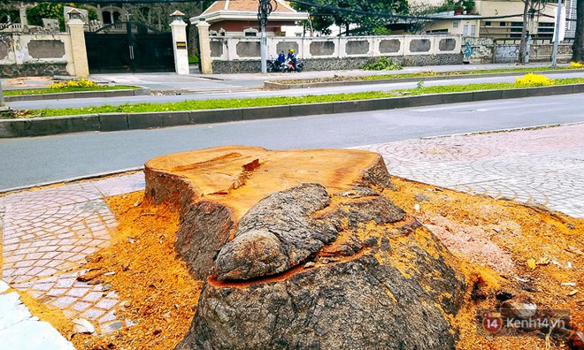 Chùm ảnh: Người Sài Gòn đặt hoa hồng trên gốc những hàng cây xanh bị đốn hạ ở đuờng Tôn Đức Thắng - Ảnh 12.