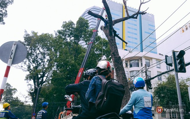 Chùm ảnh: Người Sài Gòn đặt hoa hồng trên gốc những hàng cây xanh bị đốn hạ ở đuờng Tôn Đức Thắng - Ảnh 6.