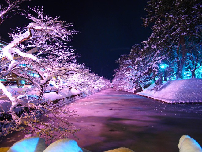 Người dân Nhật ngỡ ngàng chiêm ngưỡng những bông hoa anh đào băng tuyết trong thời tiết lạnh giá kéo dài - Ảnh 7.