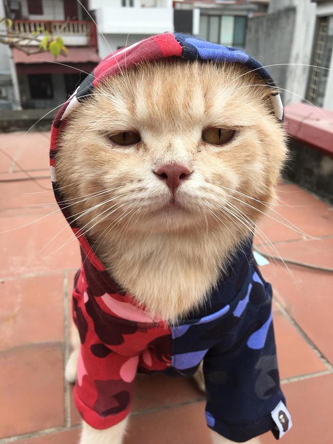 Chú mèo tên Chó chất nhất năm: Đeo kính thầy bói, mặc hoodie và mê chụp ảnh #OOTD - Ảnh 5.