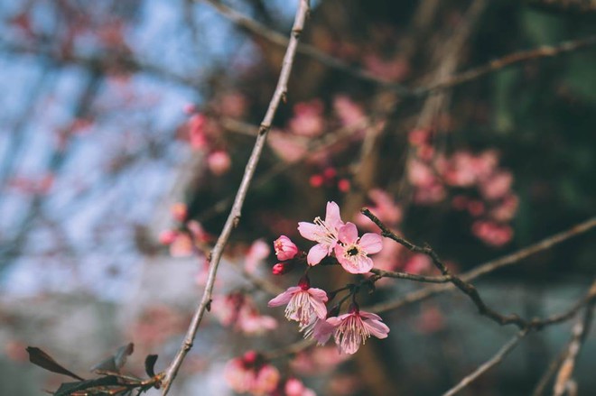 Lại phải đi Đà Lạt thôi vì hoa mai anh đào đã nhuộm hồng thành phố rồi! - Ảnh 3.