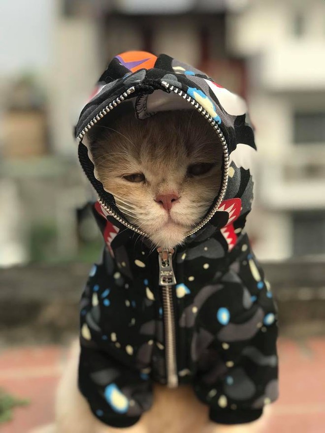 Chú mèo tên Chó chất nhất năm: Đeo kính thầy bói, mặc hoodie và mê chụp ảnh #OOTD - Ảnh 7.