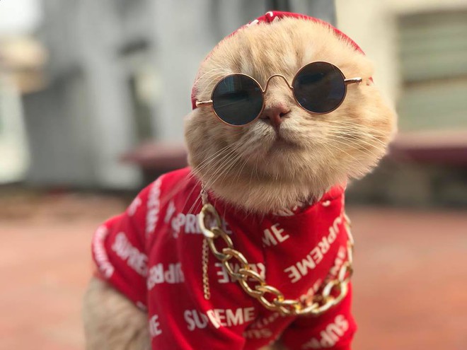 Chú mèo tên Chó chất nhất năm: Đeo kính thầy bói, mặc hoodie và mê chụp ảnh #OOTD - Ảnh 9.