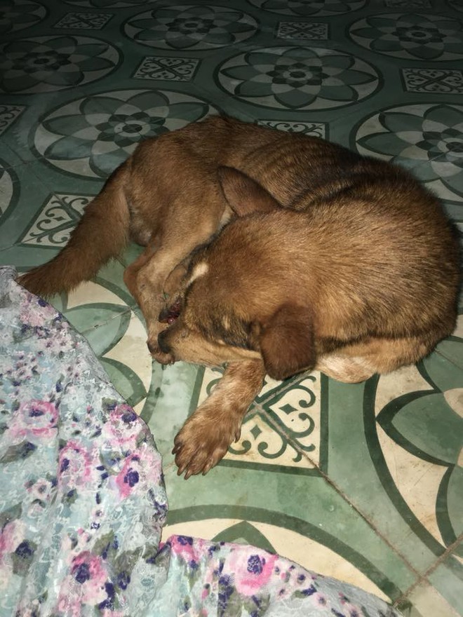 Vợ chồng trẻ ở Sài Gòn vượt cả trăm km, đưa chú chó bị chém đứt đôi mặt đi chữa trị - Ảnh 7.