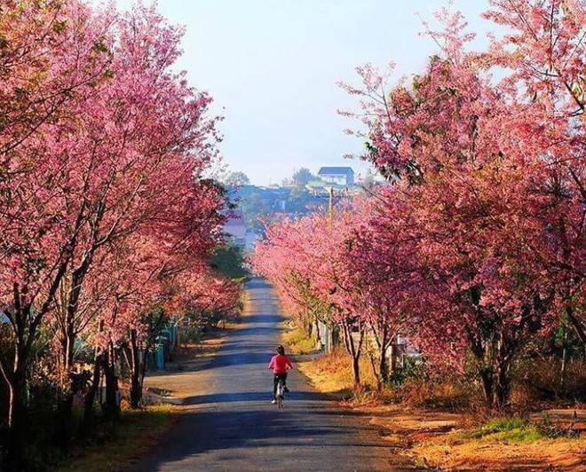 Lại phải đi Đà Lạt thôi vì hoa mai anh đào đã nhuộm hồng thành phố rồi! - Ảnh 12.