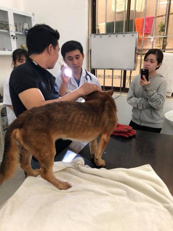 Vợ chồng trẻ ở Sài Gòn vượt cả trăm km, đưa chú chó bị chém đứt đôi mặt đi chữa trị - Ảnh 4.