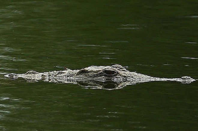 Thực hư thông tin cá sấu nổi trên sông ở Cà Mau - Ảnh 1.