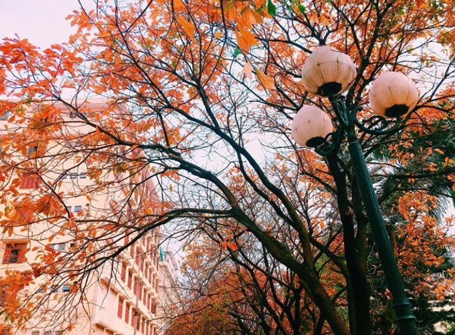 B&aacute;ch Khoa, Sư Phạm m&ugrave;a c&acirc;y thay l&aacute;, đẹp dịu d&agrave;ng như thu ở trời &Acirc;u - Ảnh 17.