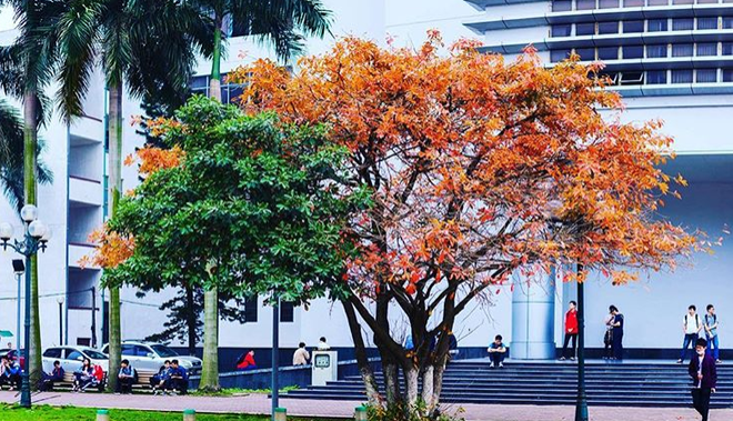 B&aacute;ch Khoa m&ugrave;a c&acirc;y thay l&aacute;, đẹp dịu d&agrave;ng như thu ở trời &Acirc;u - Ảnh 7.